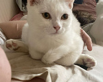 Кошки в Ростове-на-Дону: Отдам  Девочка, Бесплатно - фото 1