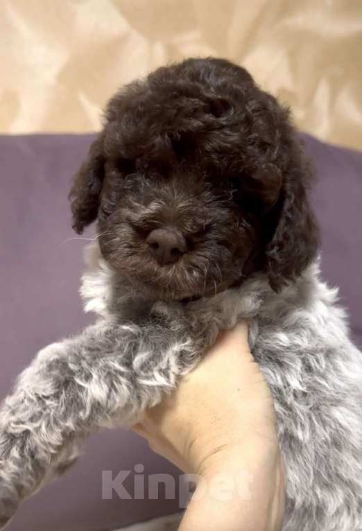 Собаки в Москве: Лаготто Романьоло щенки Разнополые, 180 000 руб. - фото 1