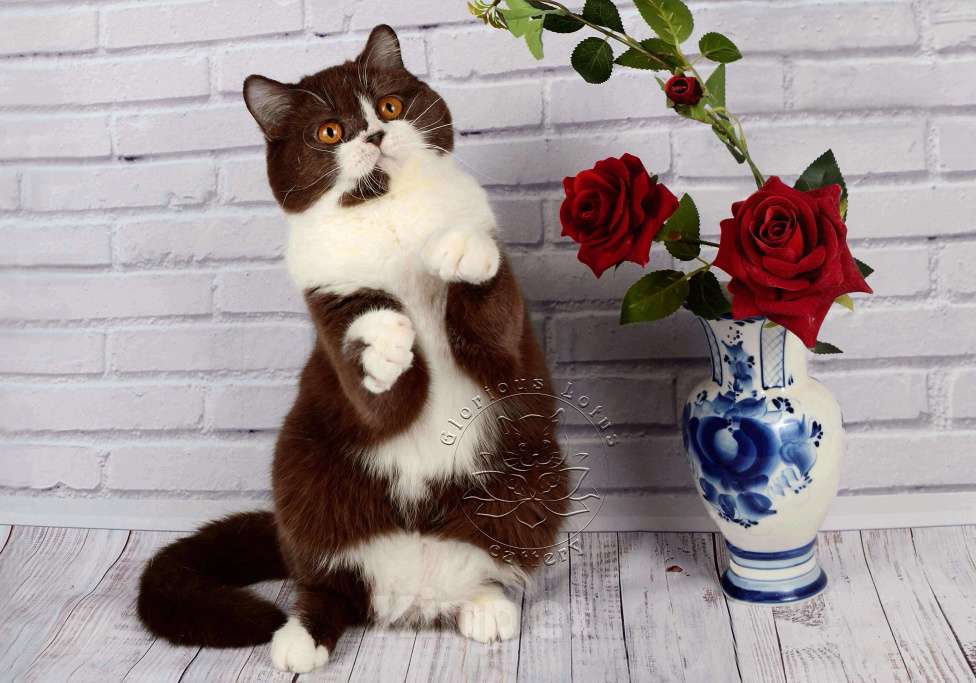 Кошки в Санкт-Петербурге: Британская кошечка с котёнкиной душой - шоколадный биколор Девочка, 7 000 руб. - фото 1