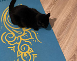 Кошки в Химках: Чёрная кошечка Люся Девочка, Бесплатно - фото 3