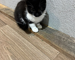Кошки в Красногорске: Котята в добрые руки Мальчик, Бесплатно - фото 9