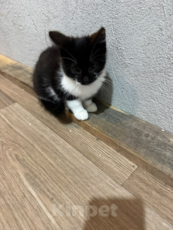 Кошки в Красногорске: Котята в добрые руки Мальчик, Бесплатно - фото 9