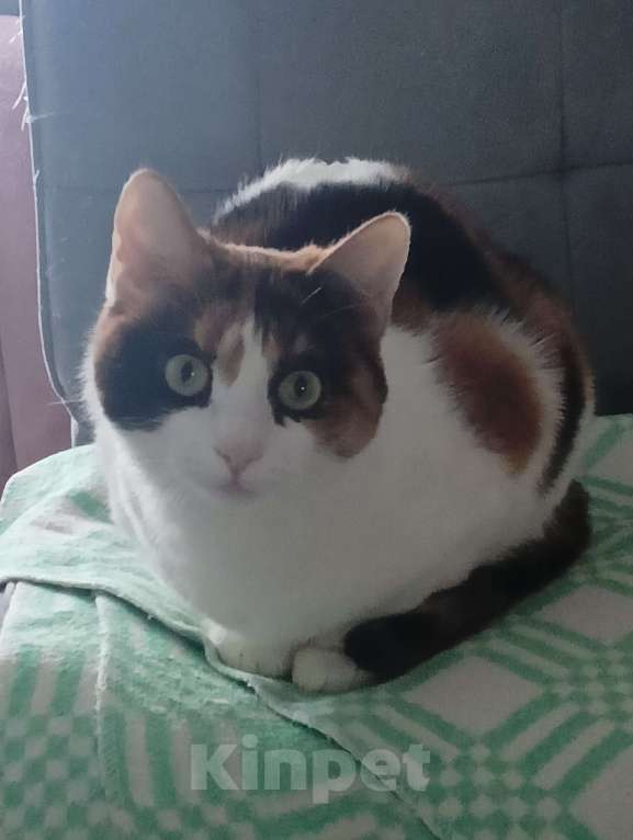 Кошки в Самаре: Помогите найти кошку! Девочка, Бесплатно - фото 1