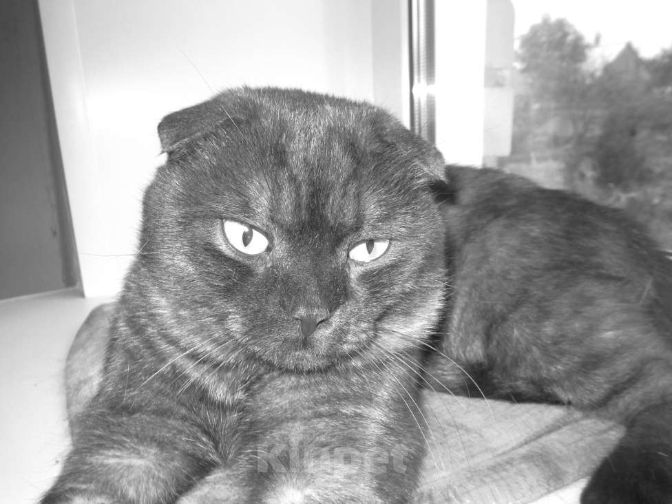 Кошки в Челябинске: шотландцы вислоухие Мальчик, 2 000 руб. - фото 3