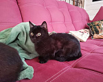 Кошки в Дмитровске: Котенок черный с белым 4 мес, 50 руб. - фото 4