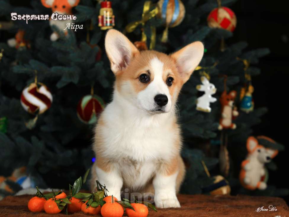 Собаки в других городах Московской области: Щенок вельш корги пемброк Девочка, 70 000 руб. - фото 1