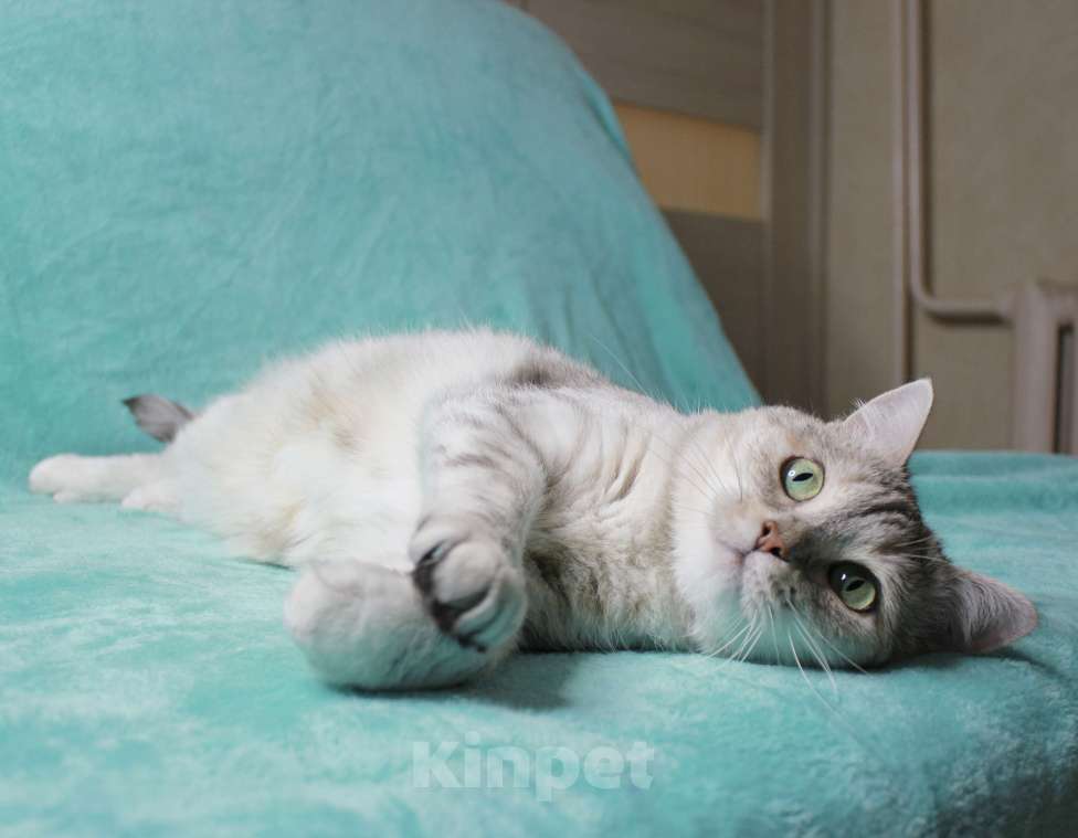 Кошки в Москве: Предали и выбросили! Девочка, Бесплатно - фото 6