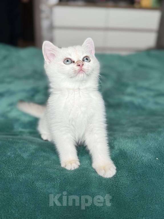 Кошки в Уфе: Умка Мальчик, 6 000 руб. - фото 3