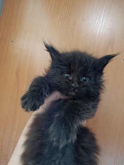 Котик