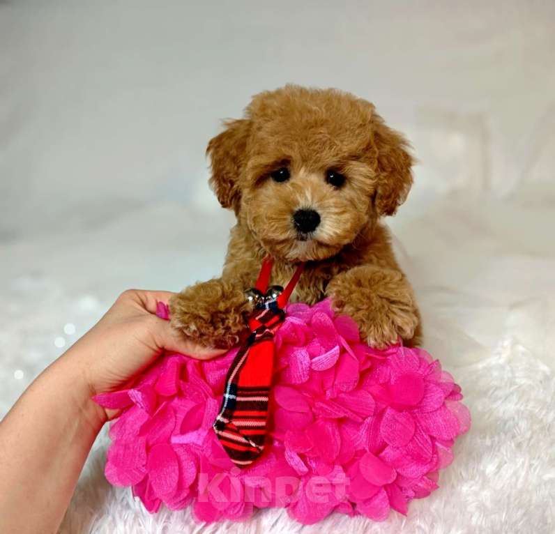 Собаки в Москве: Мальтипу Тедди мальчик  Мальчик, 140 000 руб. - фото 5