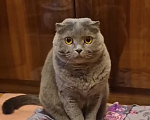 Кошки в других городах Московской области: Шотландская вислоухая Девочка, Бесплатно - фото 1