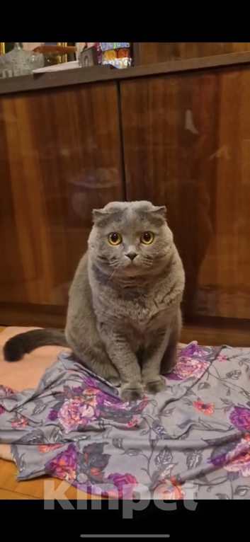 Кошки в других городах Московской области: Шотландская вислоухая Девочка, Бесплатно - фото 1