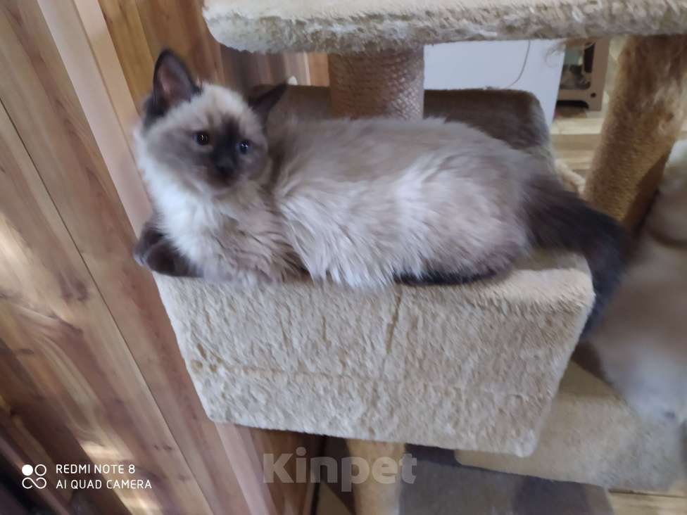 Кошки в Барнауле: Продажа котят породы Регдолл Мальчик, 40 000 руб. - фото 2