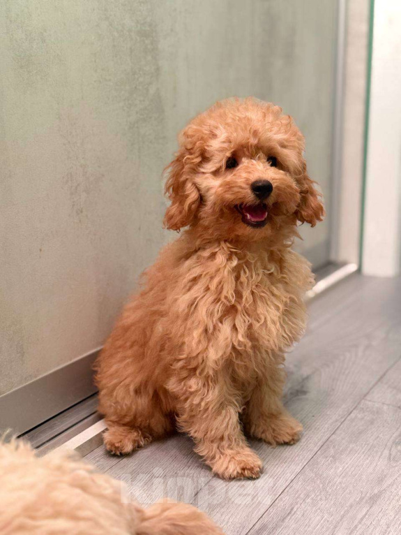 Собаки в Мытищах: Миниатюрный пудель Абель Девочка, 60 000 руб. - фото 1