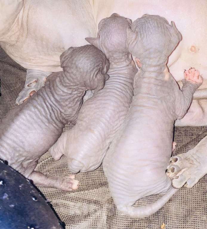 Кошки в Сочи: Канадский сфинкс  Девочка, 20 000 руб. - фото 3