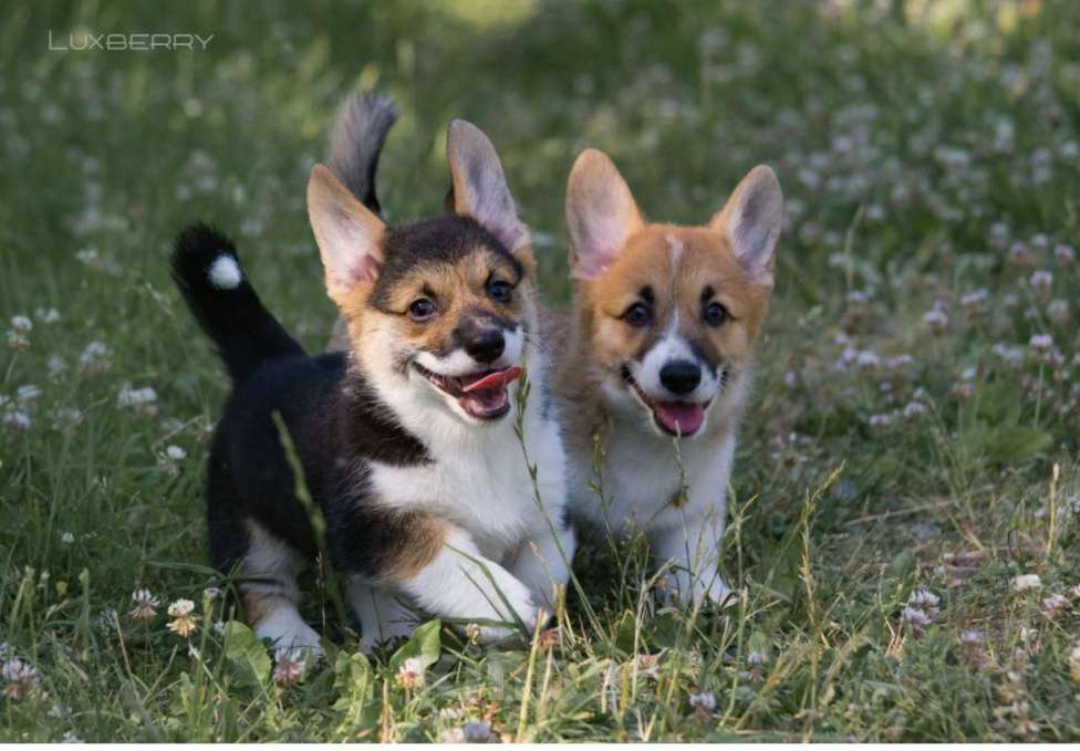 Собаки в Санкт-Петербурге: Щенки ЛЮКСБЕРРИ  Девочка, 70 000 руб. - фото 4
