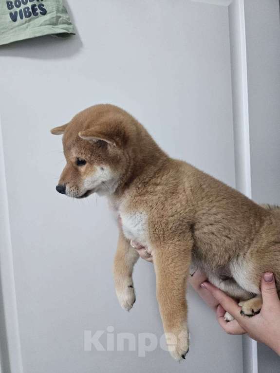 Собаки в других городах Московской области: В продаже щенки сиба ину Мальчик, 25 000 руб. - фото 3