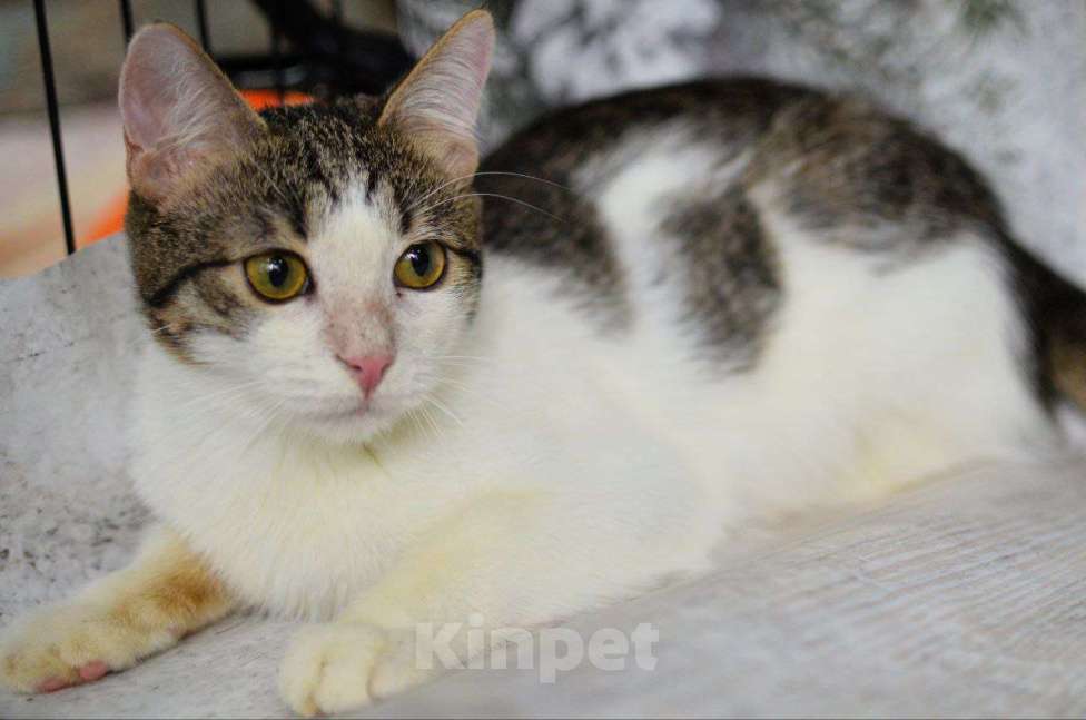 Кошки в Москве: Обычные котята Сёма и Сева ищут дом Мальчик, Бесплатно - фото 6