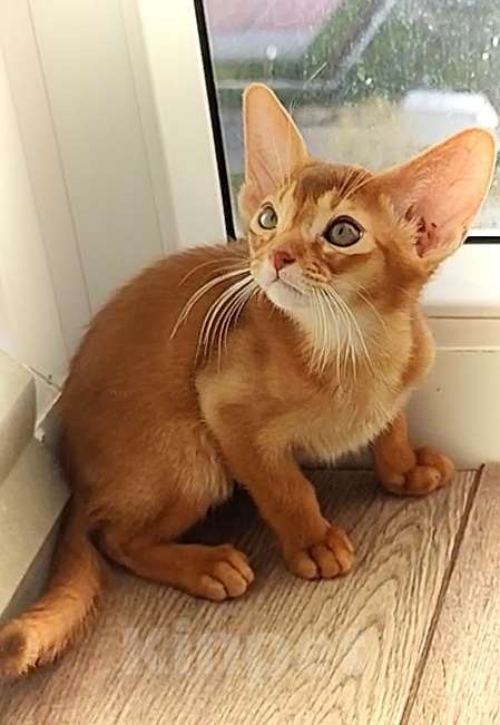 Кошки в Краснодаре: Абиссинские котята  Мальчик, 70 000 руб. - фото 8