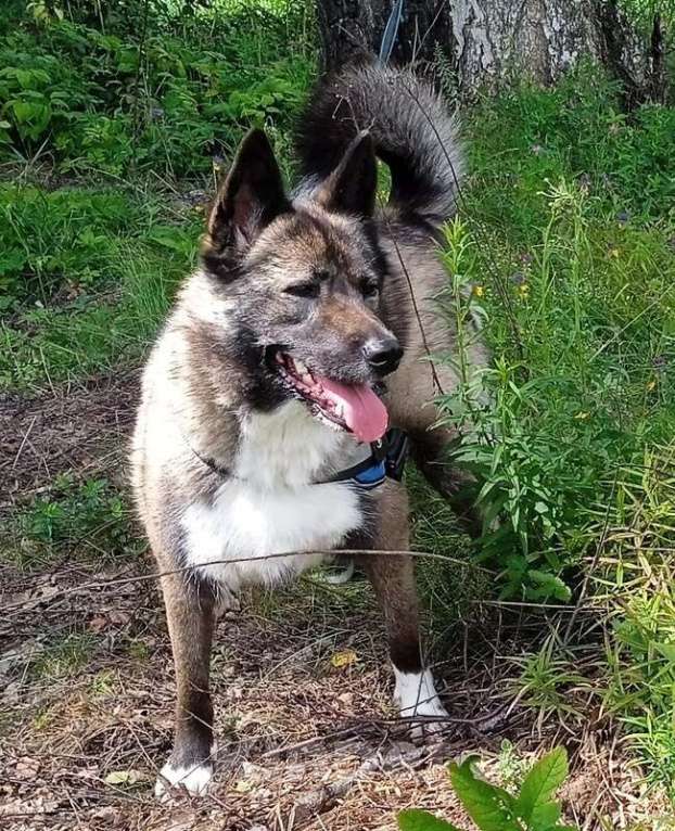 Собаки в Москве: Метис американской акиты Симба в добрые руки Девочка, Бесплатно - фото 8