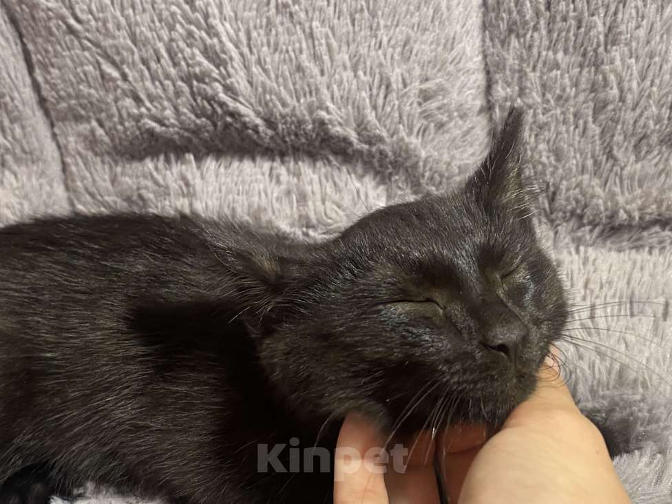 Кошки в Уфе: котенок  Мальчик, Бесплатно - фото 3