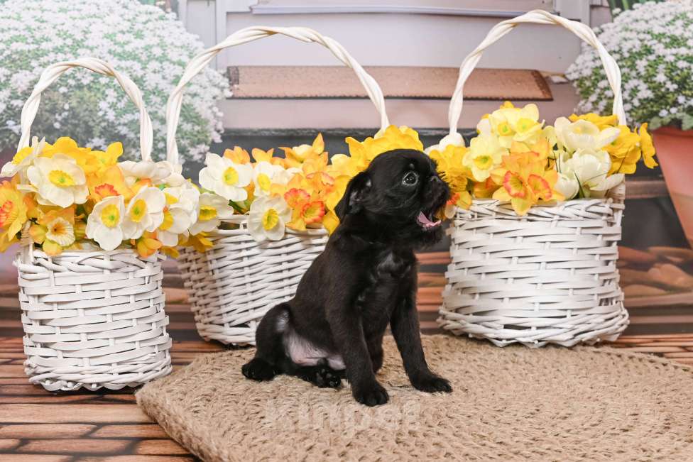 Собаки в Санкт-Петербурге: Щенок Бельгийского гриффона, мальчик Мальчик, 45 000 руб. - фото 4