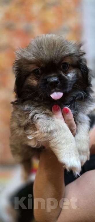 Собаки в Таганроге: Щенки Пекинеса 5000 руб.  Мальчик, 5 000 руб. - фото 3