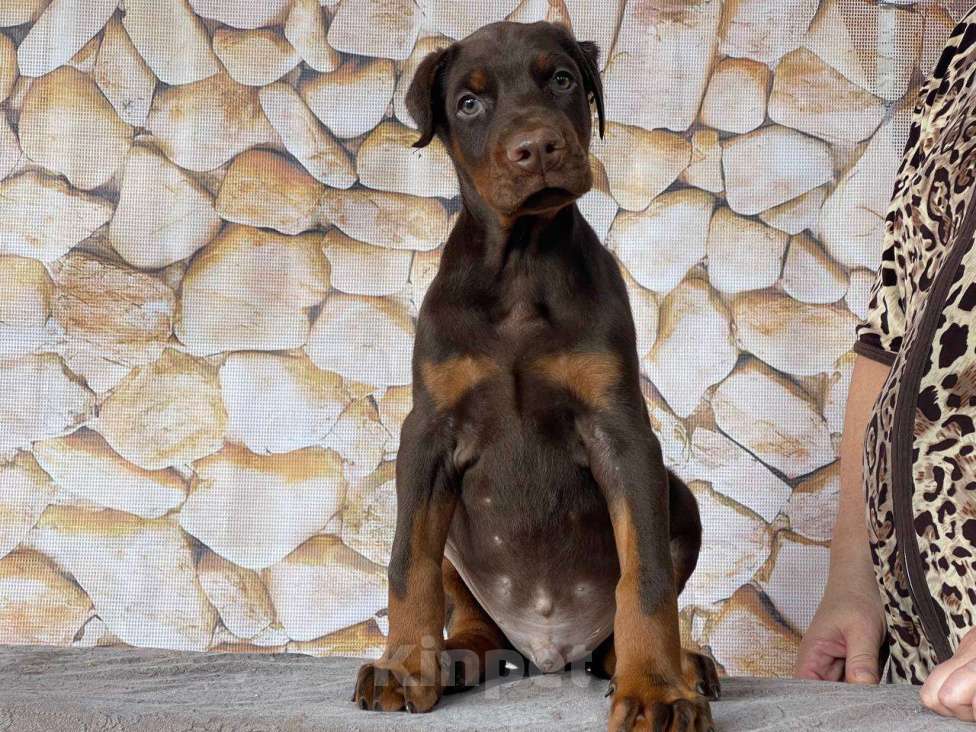 Собаки в Чехове: Шикарный щенок добермана РКФ Мальчик, 90 000 руб. - фото 5