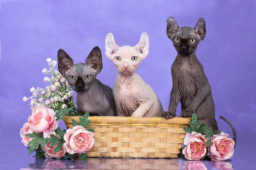 Кошки в Новокузнецке: Котенок канадский сфинкс Эльф Мальчик, Бесплатно - фото 1