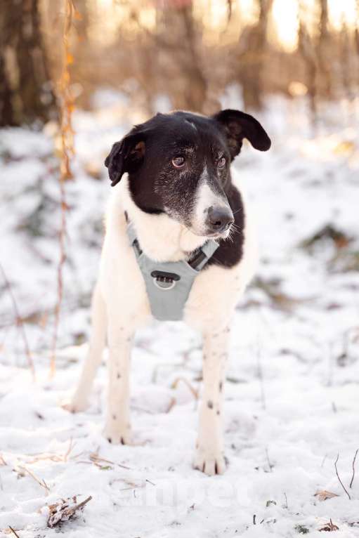 Собаки в Москве: Долли Девочка, Бесплатно - фото 7