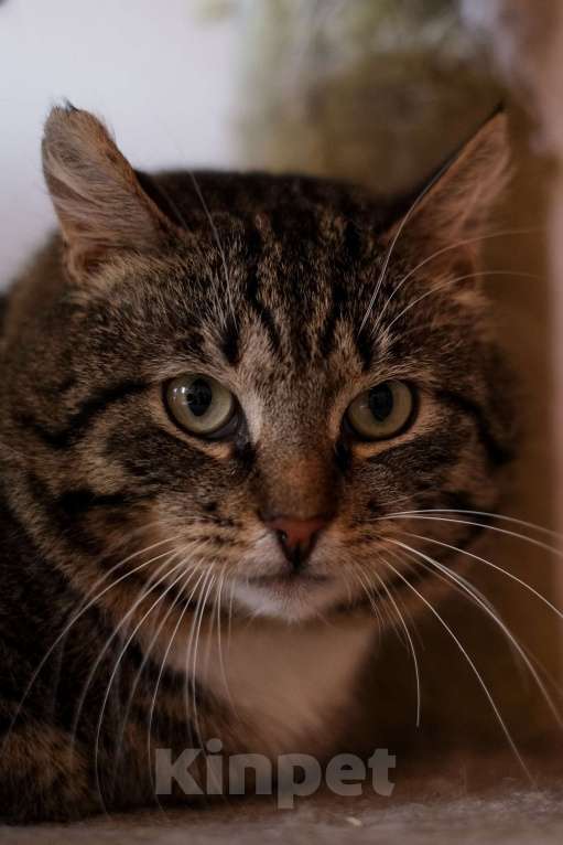 Кошки в Санкт-Петербурге: Говорун из приюта в добрые руки Мальчик, Бесплатно - фото 7