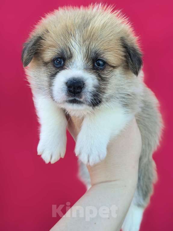 Собаки в Москве: Девочка вельш корги пемброк Девочка, 60 000 руб. - фото 4