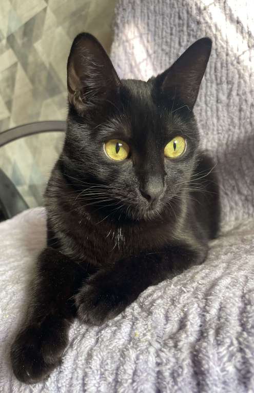 Кошки в Москве: Ласковый котик ждёт человека Мальчик, Бесплатно - фото 3