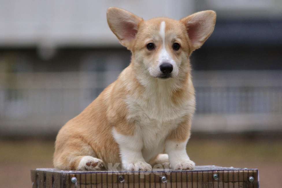 Собаки в Санкт-Петербурге: Красавица малышка ищет любящих мампап. Девочка, 45 000 руб. - фото 6