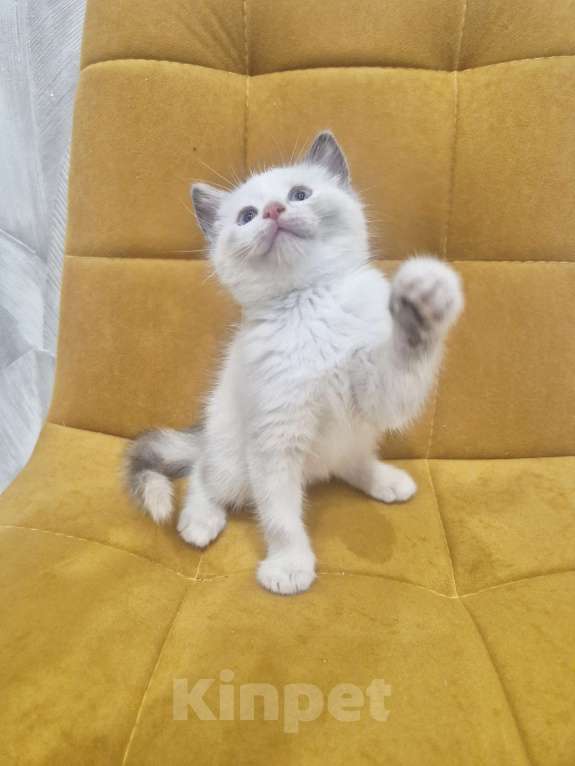 Кошки в Москве: Рэгдолл  ласковая девочка  Девочка, 35 000 руб. - фото 6