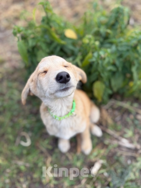 Собаки в Воронеже: Щенок в добрые руки  Девочка, Бесплатно - фото 5