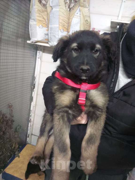 Собаки в Красногорске: Малышка Кора 2,5 месяца в невероятно красивыми глазами ждет хозяина  Девочка, Бесплатно - фото 4