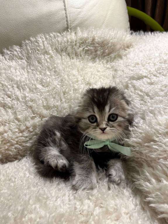 Кошки в Нижнем Новгороде: Шотландские котята с родословной  Девочка, 17 500 руб. - фото 5