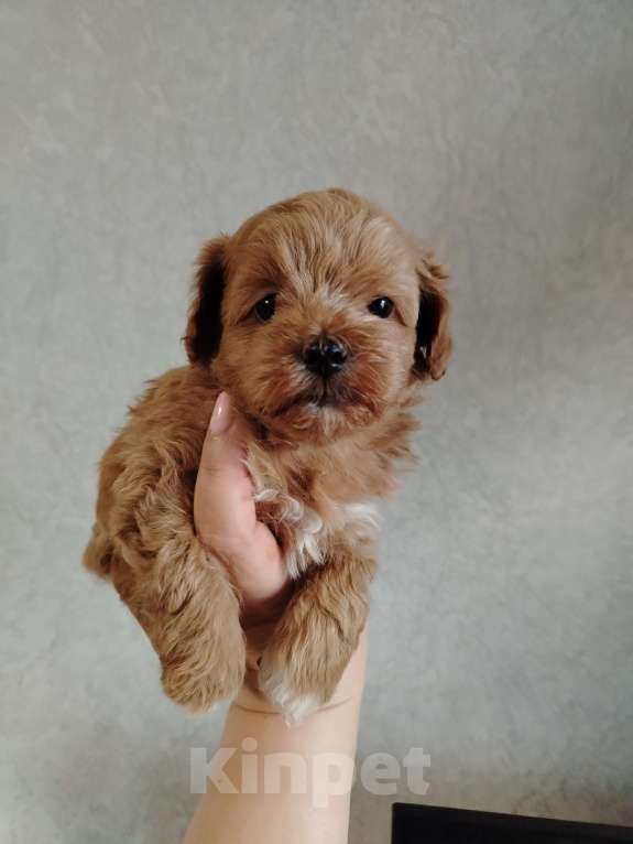 Собаки в Москве: Мальчик мальтипу ф1 Мальчик, 50 000 руб. - фото 3