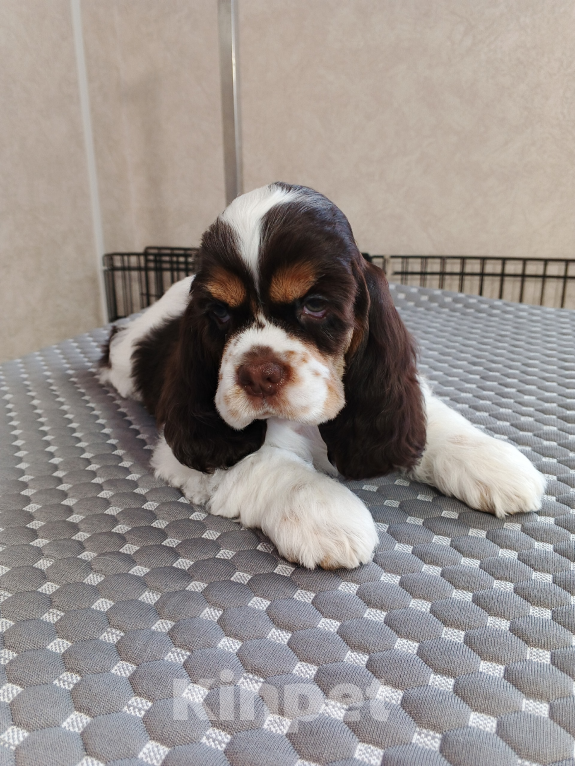 Собаки в Чапаевске: ЩЕНКИ АМЕРИКАНСКОГО КОКЕР-СПАНИЕЛЯ 🐶✨ Разнополые, 50 000 руб. - фото 1