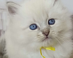 Кошки в других городах Ставропольского края: Котята невские маскарадные Мальчик, 40 000 руб. - фото 2