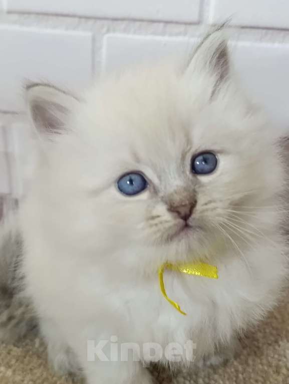 Кошки в других городах Ставропольского края: Котята невские маскарадные Мальчик, 40 000 руб. - фото 2