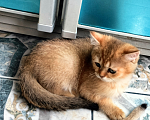 Кошки в Мытищах: Золотой тикированный  Мальчик, 12 000 руб. - фото 7