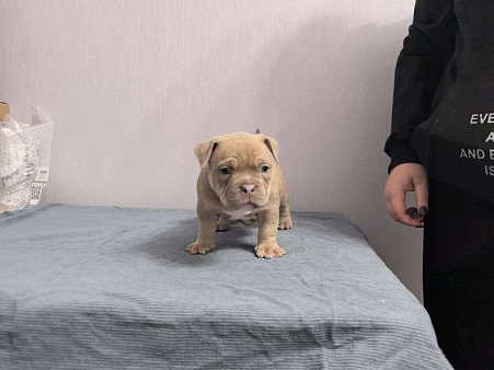 Американский булли