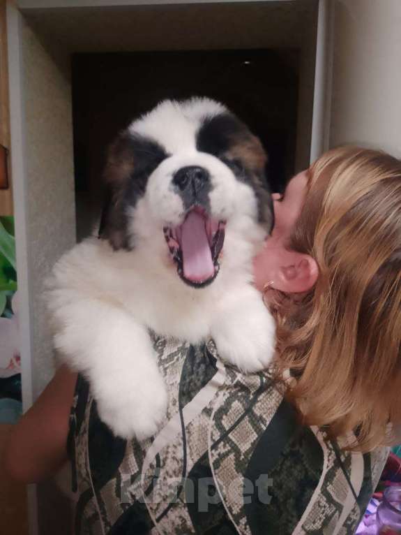 Собаки в Нижнем Тагиле: Щенок Московской сторожевой  Мальчик, 20 000 руб. - фото 3