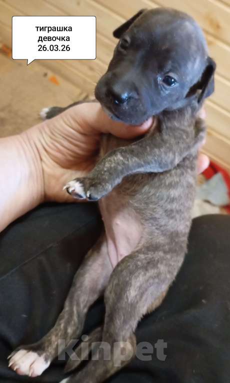 Собаки в других городах Московской области: Американский питбультерьер . Девочка Девочка, 40 000 руб. - фото 1