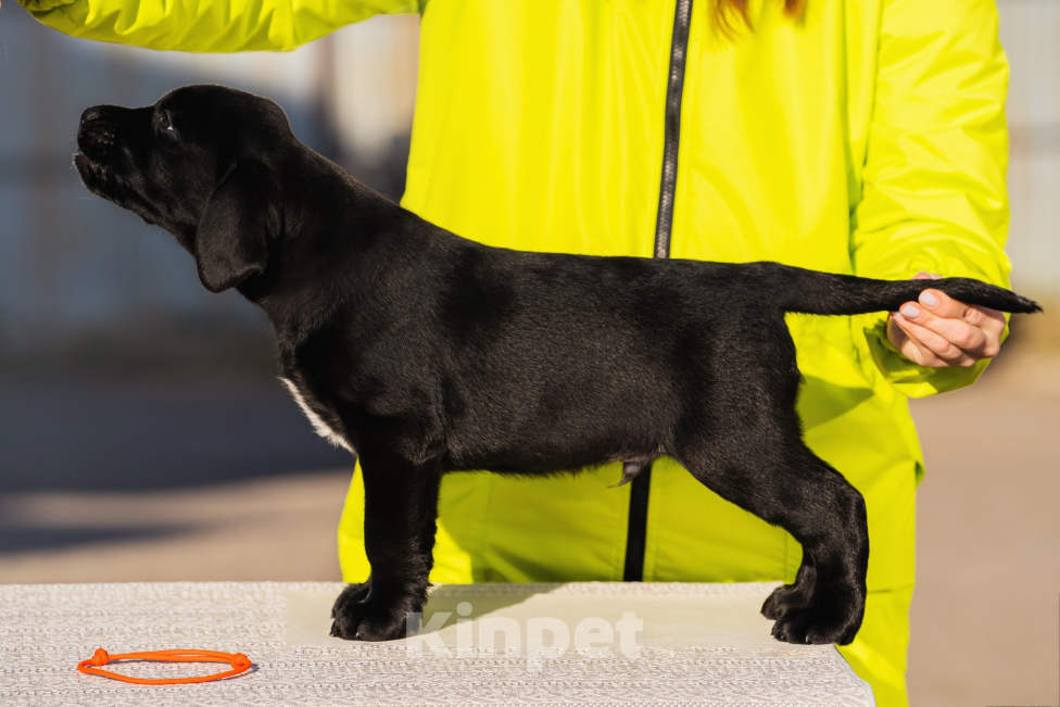 Собаки в Красноярске: Лабрадор ретривер щенки Мальчик, Бесплатно - фото 1