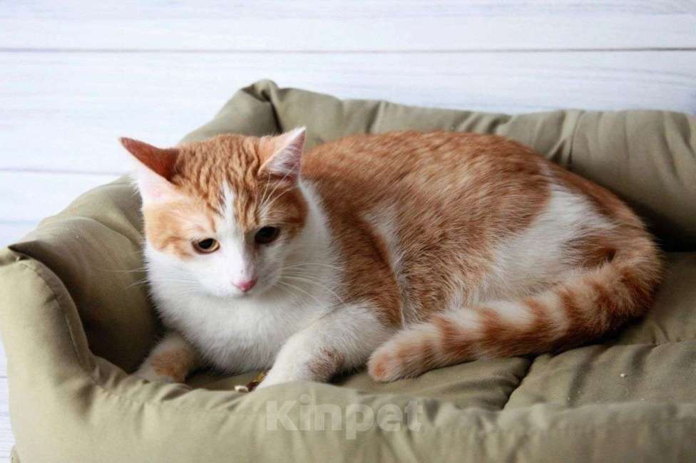 Кошки в Москве: Персиковый красавец Метти, молодой домашний котик в добрые руки Мальчик, 10 руб. - фото 6