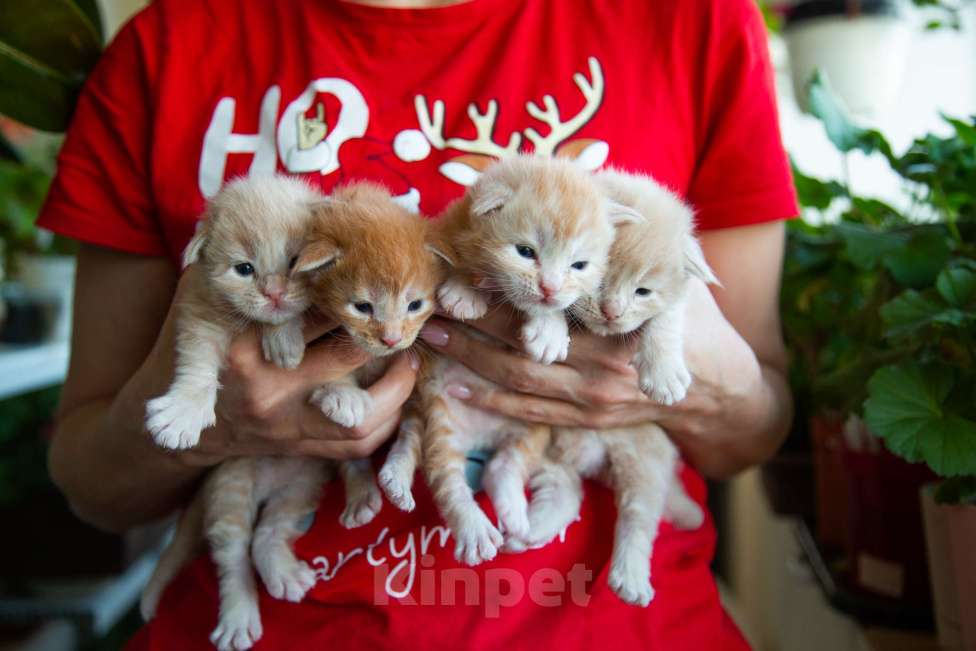 Кошки в Барнауле: Котята мейн-кун Мальчик, Бесплатно - фото 10