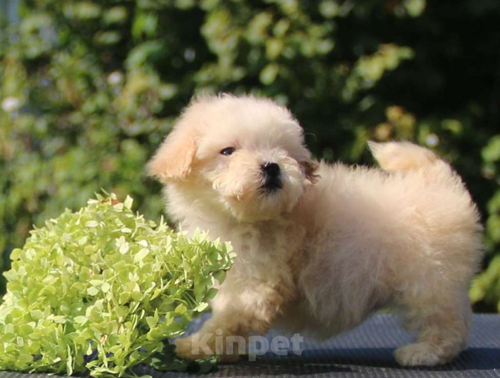 Собаки в Москве: мальтипу  девочки мини и микро Девочка, 120 000 руб. - фото 8